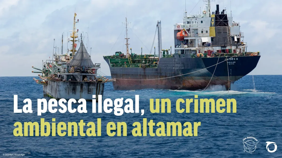 (EC-009) PESCA ILEGAL: CRISIS SILENCIOSA DE NUESTROS MARES