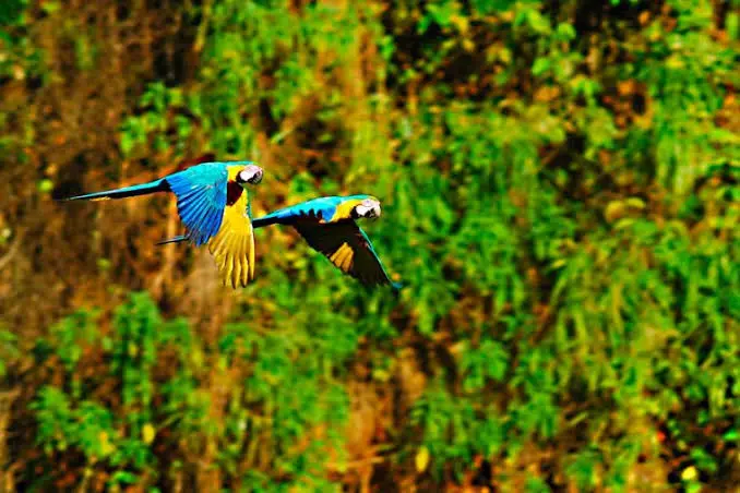 (EC-007) TRÁFICO DE FAUNA Y FLORA SILVESTRE: UNA RIQUEZA EN PELIGRO